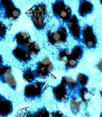 blue