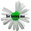 He loves me, he loves me not