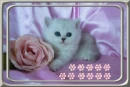 cute kitten  