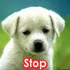 Animal abuse