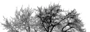 tree top