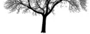 tree bottom