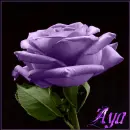 Purple Flower
