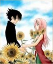 Sunflowers...