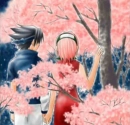 CherryBlossoms