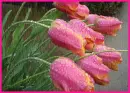 pink tulips