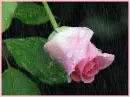 pink rose