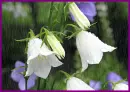 cute bells