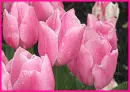 pink tulips