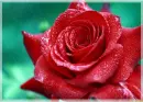 red rose