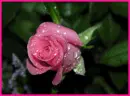 pink rose