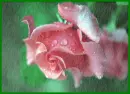 pink rose