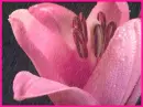 pink petals