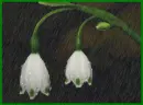 white bells