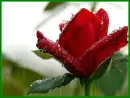 red rose