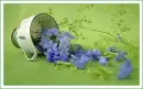 little blue flowers