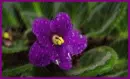 violet