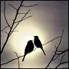 two birds