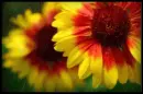 red&yellow