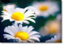 pretty daisy