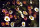 spring flowers