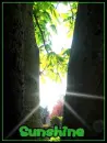 Sunshine in Nature 