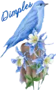blue bird, Dimples