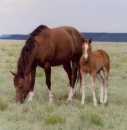 peace, love and horses