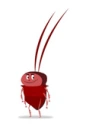 cockroach