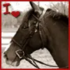 Love Horses