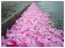 Flower Petals