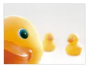 Rubber Duckies