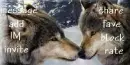 wolf contact