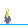 Hello Cockatiel