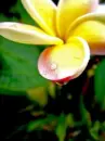 Dew drops in Haiwaii