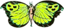big butterfly wings