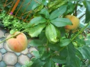 lovely peaches