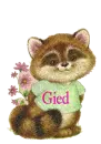 Raccoon-Gied