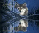 Wolf in the Woods- Becky