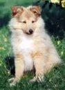 a dog