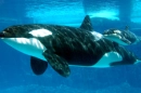 Kasatka with Nakai(?) in 2001