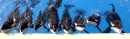 The Shamu Family