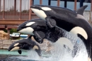 Shamu Family II-Kasatka, Takara, and Kohana
