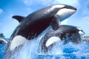 Kasatka and Ulises