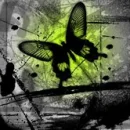 yellow butterfly