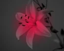 red flower