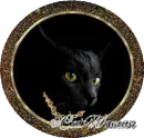 cat woman