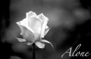 white rose