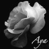 white rose