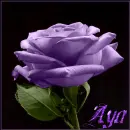 purple rose - aya